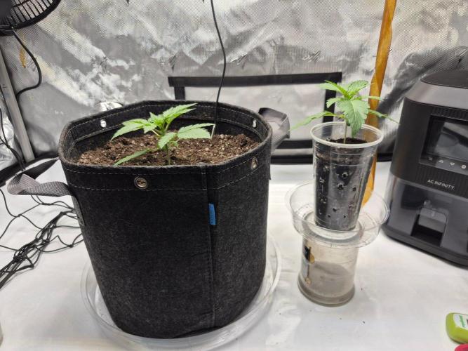 Mix Pack Auto. Week 2