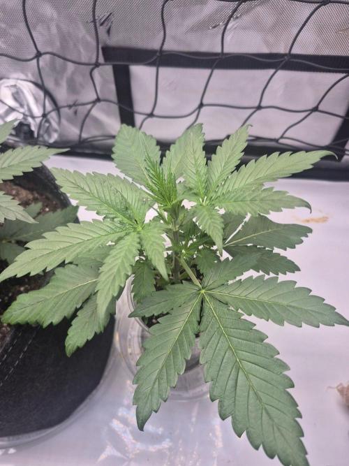 The Mystery Flower. Week 3