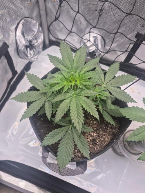 Round 3. Week 3