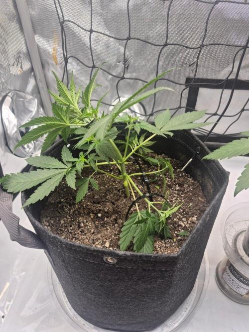 Round 3. Week 3