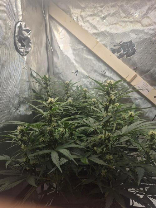 Lemon Cherry Cookies Auto. Week 7