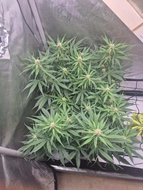 Round 3. Week 7