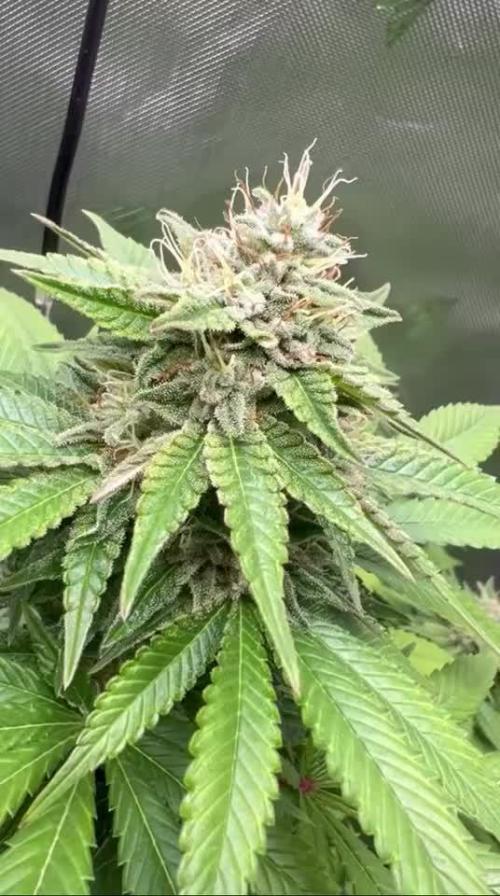 My First Grow