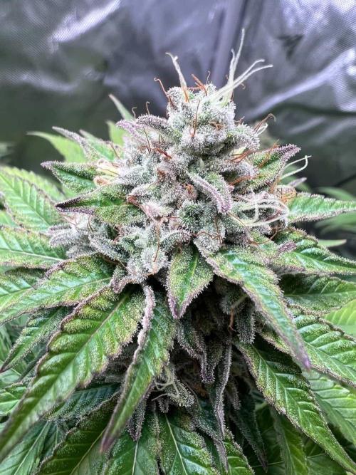 My First Grow. Week 16