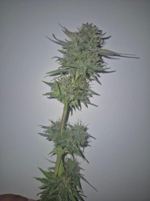 The Mystery Flower. Week 8