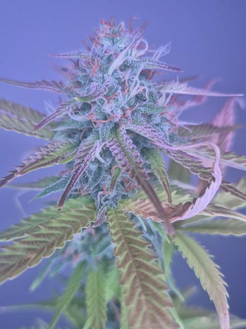 The Mystery Flower. Week 8