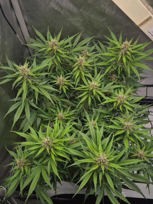 Round 3. Week 9