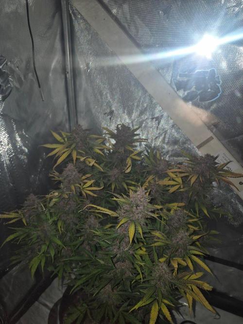 Round 3. Week 11