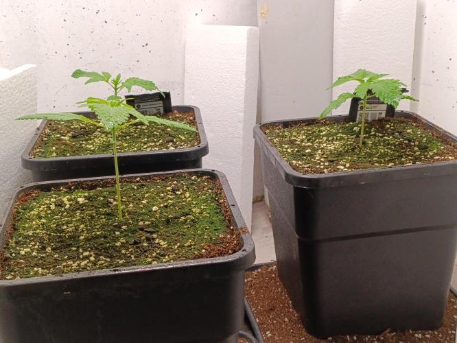 GROWBOX 1 (8.+9.+10.). Week 3