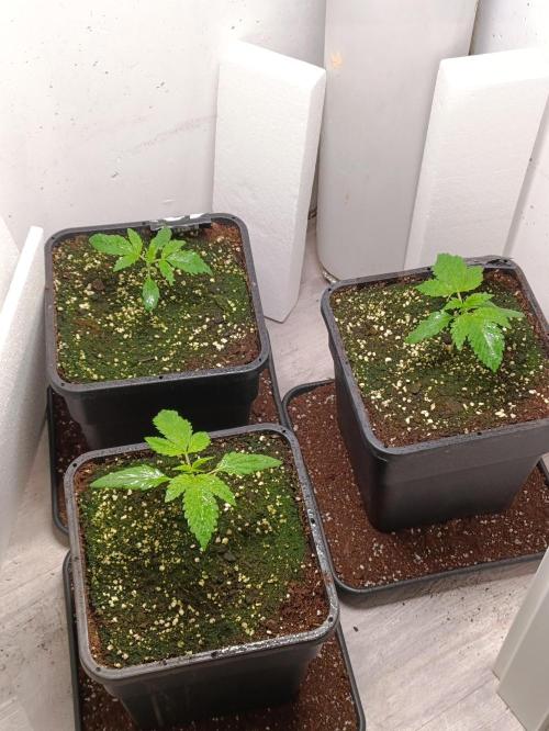 GROWBOX 1 (8.+9.+10.). Week 3