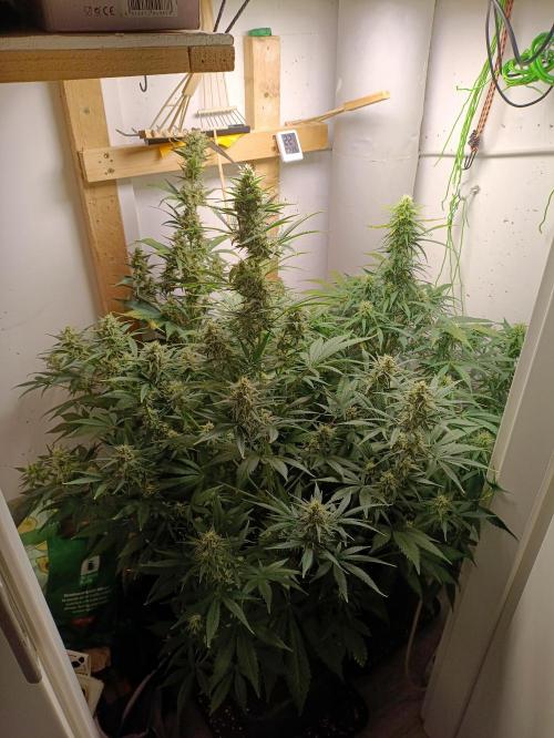 GROWBOX 1 (8.+9.+10.). Week 11