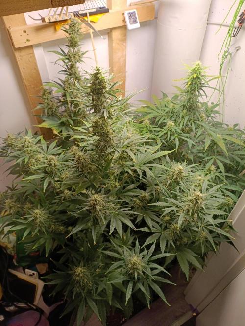 GROWBOX 1 (8.+9.+10.). Week 11