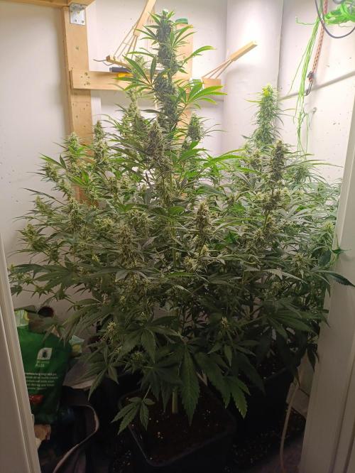 GROWBOX 1 (8.+9.+10.). Week 11