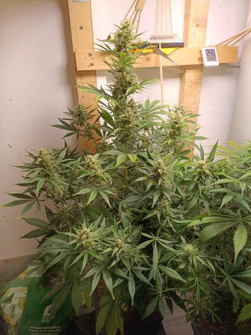 GROWBOX 1 (8.+9.+10.). Week 11