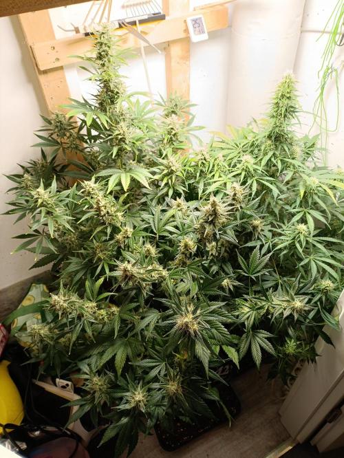 GROWBOX 1 (8.+9.+10.). Week 11