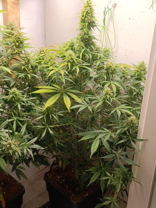 GROWBOX 1 (8.+9.+10.). Week 11 - Amnesia Z mit CalMag-Problem...