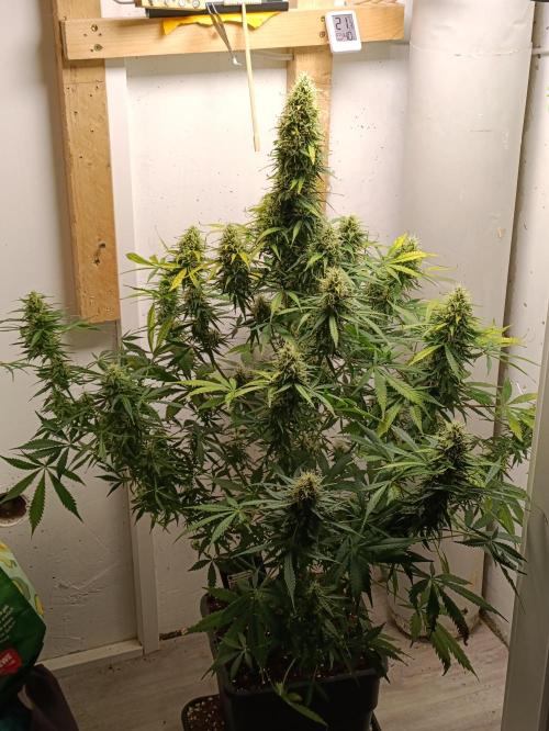 GROWBOX 1 (8.+9.+10.). Week 11 - ...