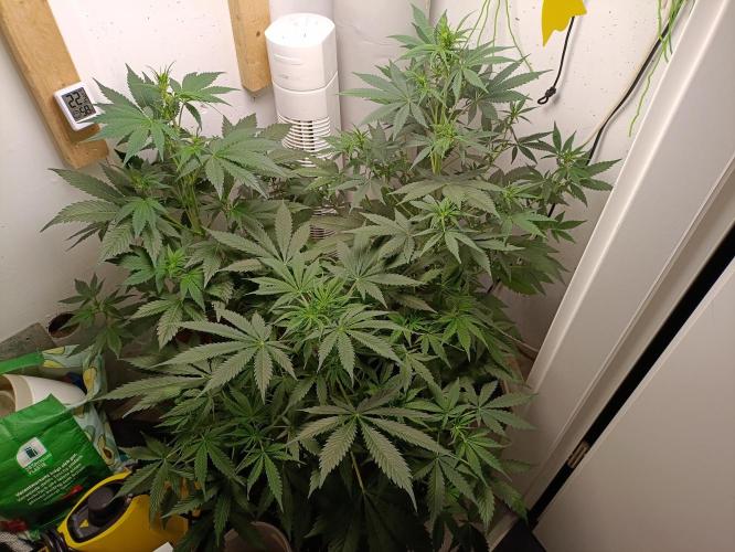 GROWBOX 1 (8.+9.+10.). Week 6