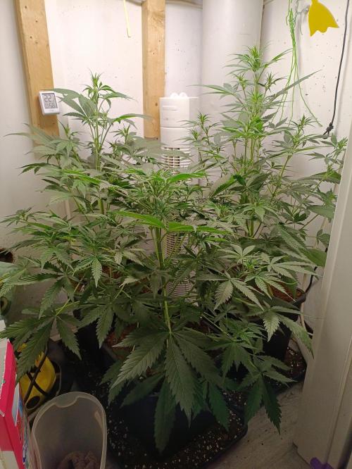 GROWBOX 1 (8.+9.+10.). Week 6