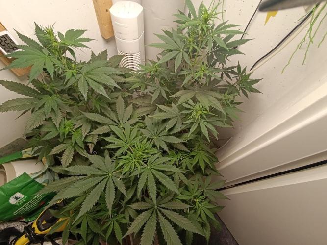 GROWBOX 1 (8.+9.+10.). Week 6