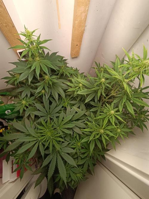 GROWBOX 1 (8.+9.+10.). Week 6