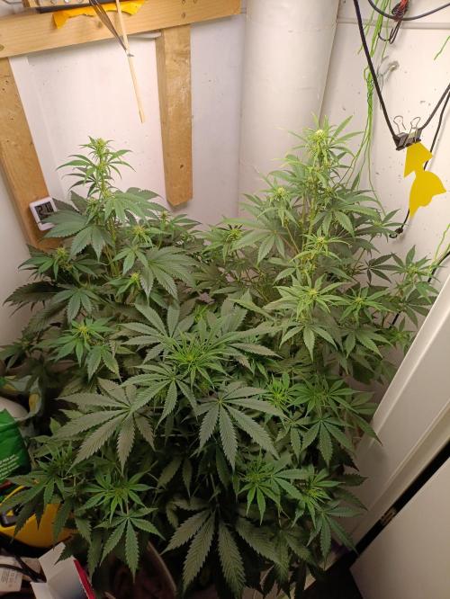 GROWBOX 1 (8.+9.+10.). Week 6