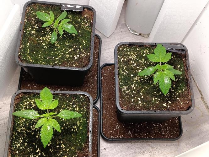 GROWBOX 2 (11.+12.+13.). Week 0