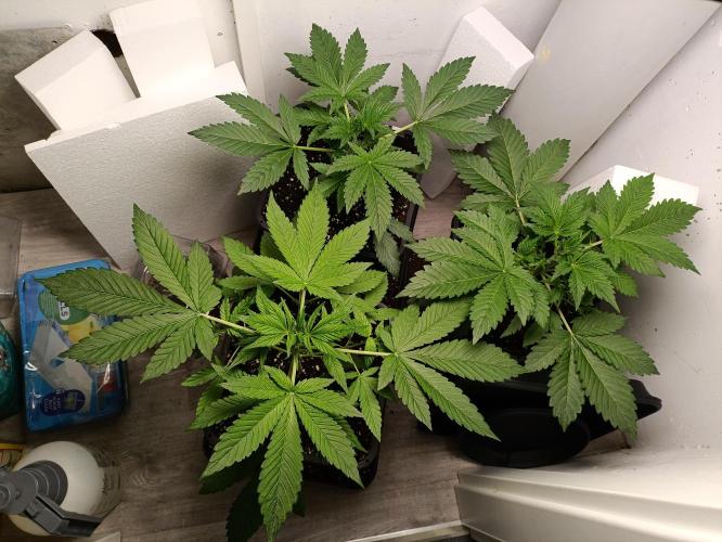 GROWBOX 2 (11.+12.+13.). Week 3