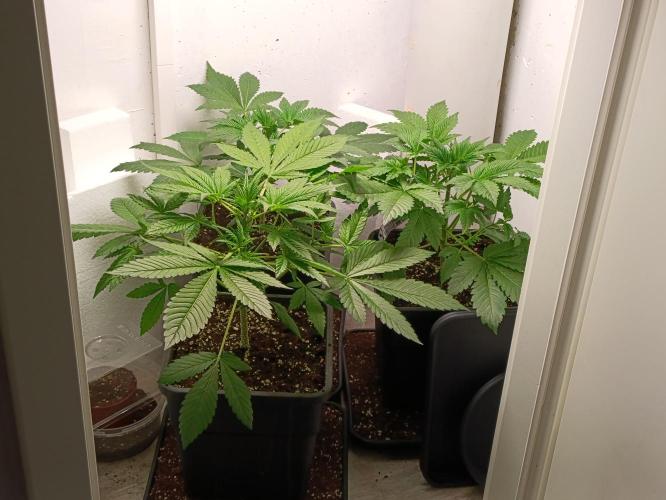 GROWBOX 2 (11.+12.+13.). Week 3