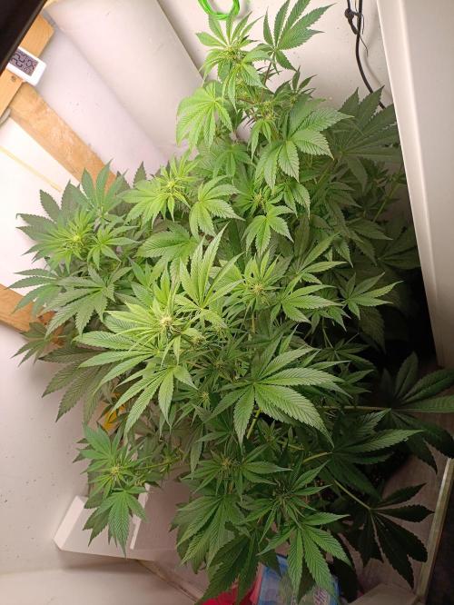 GROWBOX 2 (11.+12.+13.). Week 7