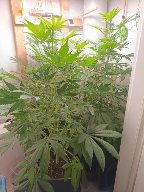 GROWBOX 2 (11.+12.+13.). Week 7