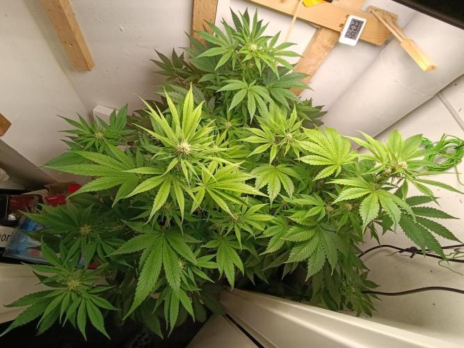 GROWBOX 2 (11.+12.+13.). Week 7