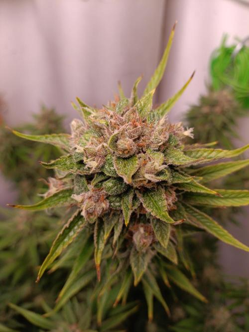 GROWBOX 2 (11.+12.+13.). Week 12 - Lemon Cherry Cookie 1... Headbud