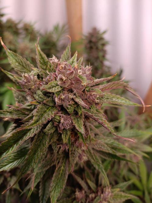 GROWBOX 2 (11.+12.+13.). Week 12 - Lemon Cherry Cookie 2... Headbud
