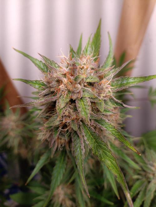 GROWBOX 2 (11.+12.+13.). Week 12 - Purple Lemonade... Headbud