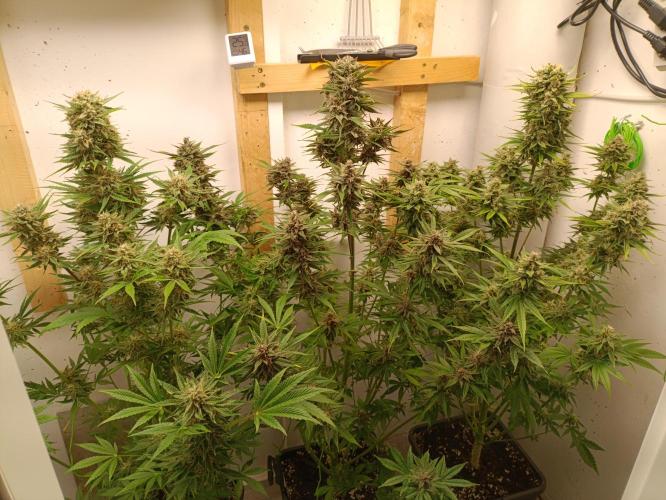 GROWBOX 2 (11.+12.+13.). Week 12
