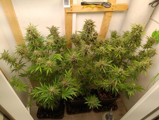 GROWBOX 2 (11.+12.+13.). Week 12