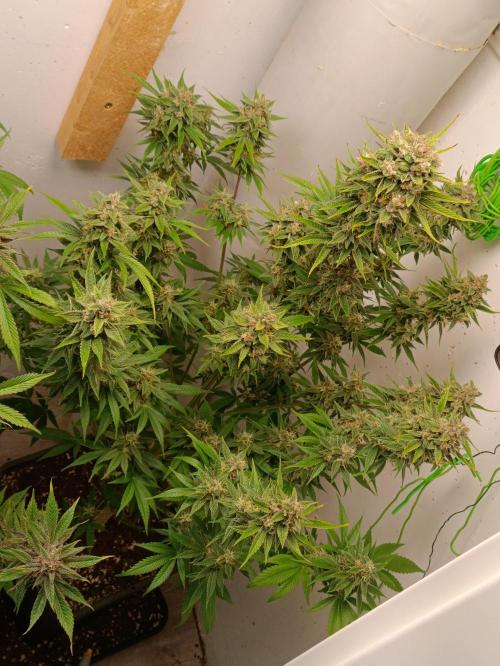 GROWBOX 2 (11.+12.+13.). Week 12
