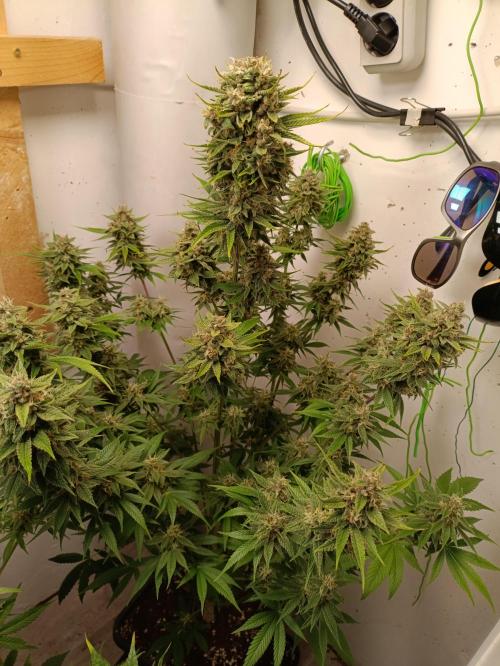 GROWBOX 2 (11.+12.+13.). Week 12