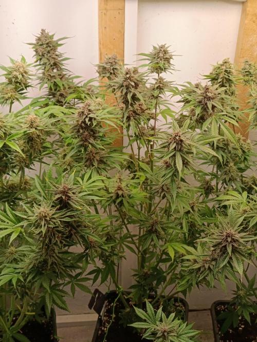 GROWBOX 2 (11.+12.+13.). Week 12