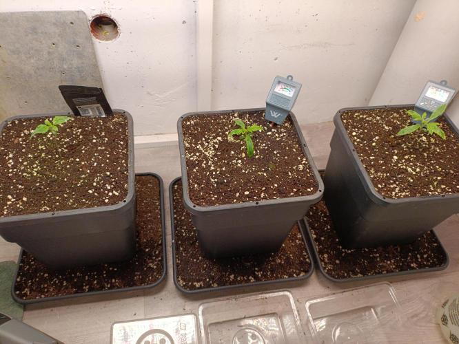 GROWBOX 3 (14.+15.+16.). Week 0