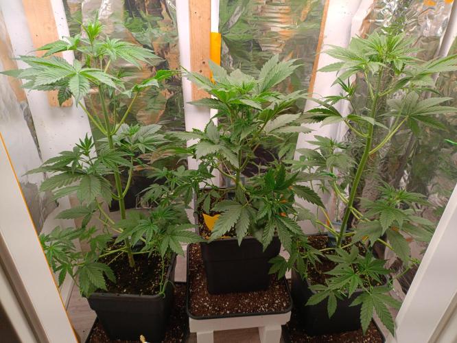 GROWBOX 3 (14.+15.+16.). Week 5