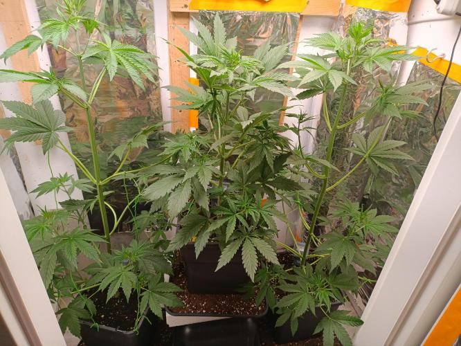 GROWBOX 3 (14.+15.+16.). Week 5