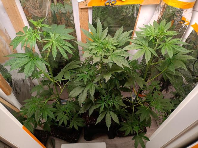 GROWBOX 3 (14.+15.+16.). Week 5
