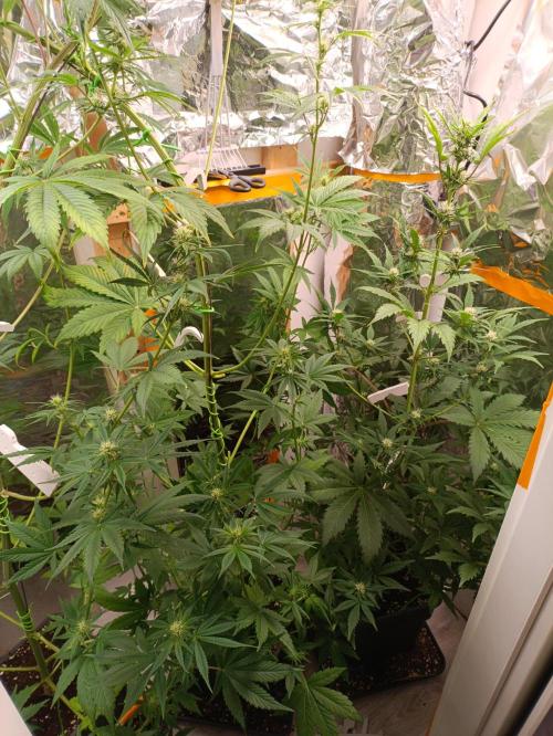 GROWBOX 3 (14.+15.+16.). Week 7