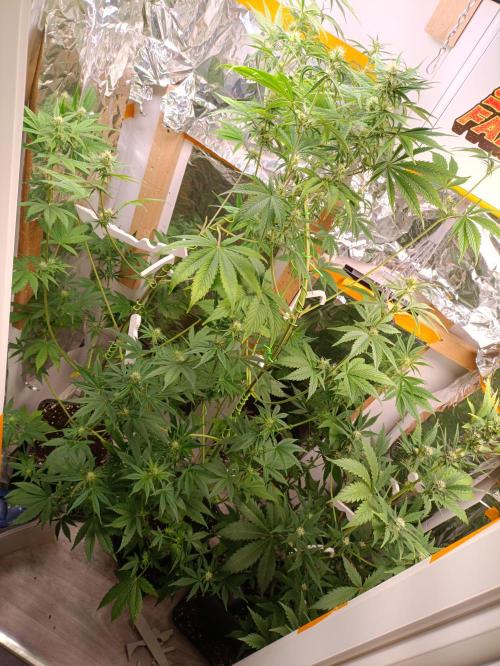 GROWBOX 3 (14.+15.+16.). Week 7