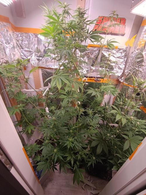 GROWBOX 3 (14.+15.+16.). Week 7