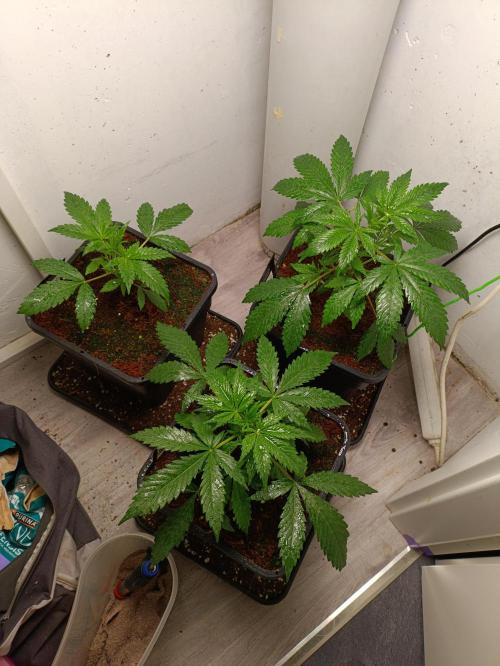 GROWBOX 1 (8.+9.+10.). Week 4