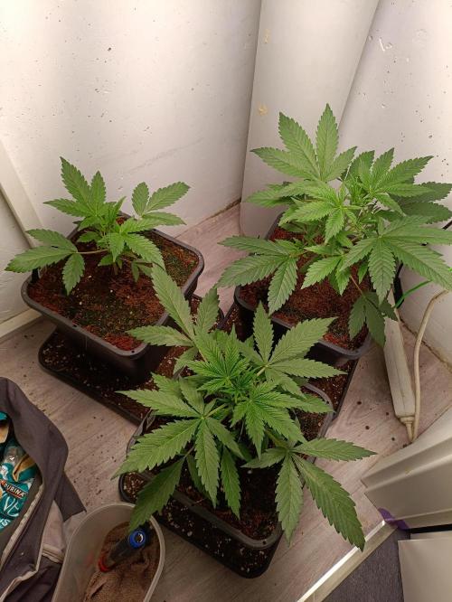 GROWBOX 1 (8.+9.+10.). Week 4