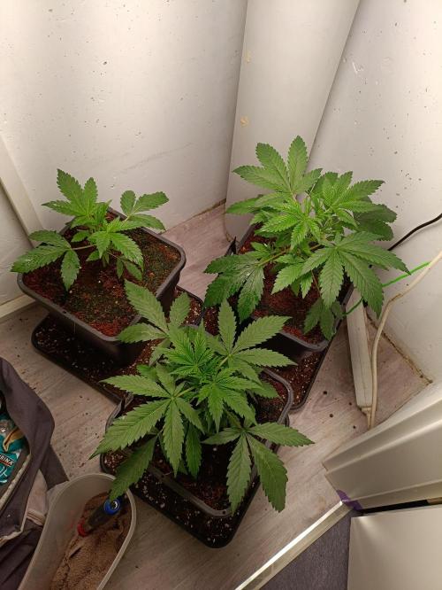 GROWBOX 1 (8.+9.+10.). Week 4